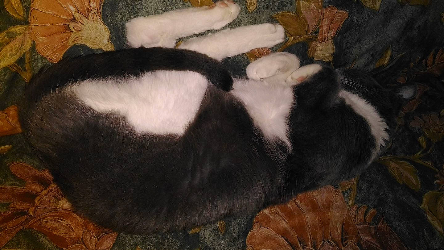 Orphe participe au concours pour gagner de l'argent avec cette photo : carnivore, fur, nap, tail