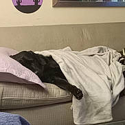 Yoda joined the competition — help win amazing prizes! dog, black_dog, blanket, couch, pillow, indoor, resting, sleeping, cozy, living_room, carpet, wall_art, mirror, furniture, home, relaxed, paw, blanket_cover, soft, pet