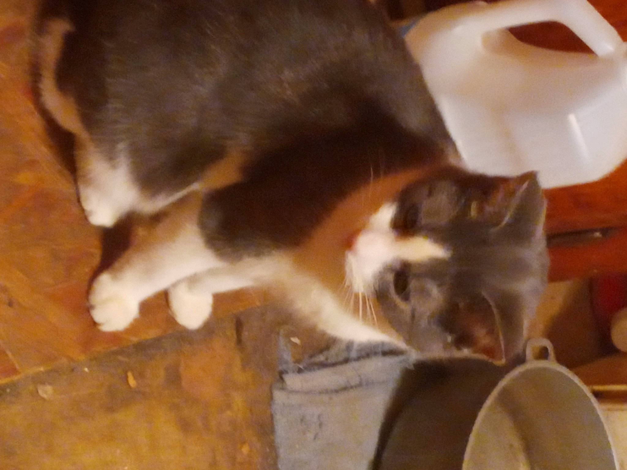 Fuzzy joined the competition — help win amazing prizes! canidae, carnivore, cat, cat_supply, claw, dog_breed, domestic_short_haired_cat, fawn, felidae, flooring, fur, hardwood, paw, small_to_medium_sized_cats, snout, sporting_group, tail, varnish, whiskers, wood