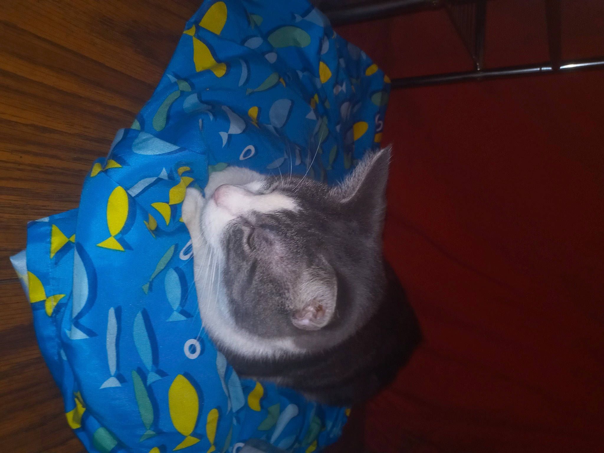 Fuzzy joined the competition — help win amazing prizes! canidae, carnivore, cat, cat_bed, cat_supply, comfort, dog_breed, domestic_short_haired_cat, electric_blue, felidae, fur, grey, linens, pattern, pet_supply, small_to_medium_sized_cats, snout, tail, whiskers, wood