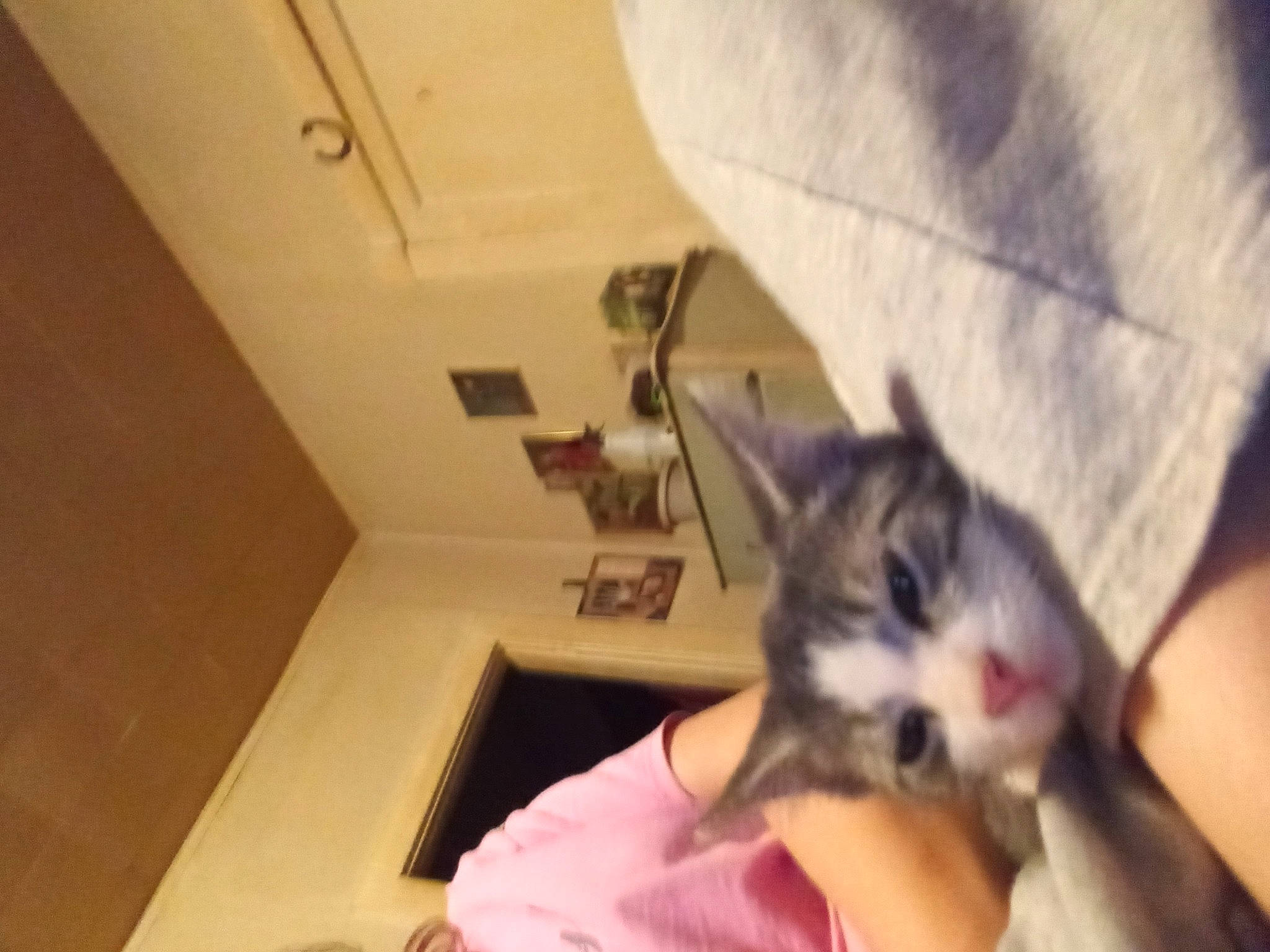 Fuzzy is registered to the contest to win money with this photo: canidae, carnivore, cat, comfort, domestic_short_haired_cat, ear, felidae, flooring, fur, gesture, human_leg, jaw, nail, paw, photo_caption, room, small_to_medium_sized_cats, tail, whiskers