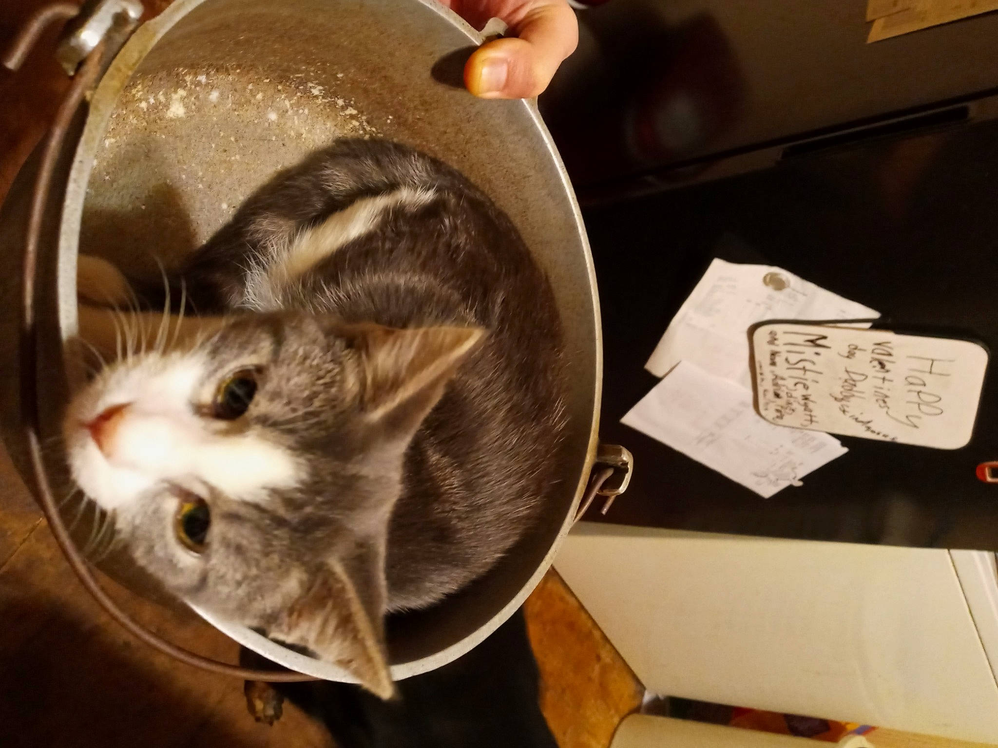 Fuzzy is registered to the contest to win money with this photo: box, cardboard, carnivore, cat, comfort_food, domestic_short_haired_cat, ear, felidae, fur, metal, paper, paper_product, paw, photo_caption, room, small_to_medium_sized_cats, snout, tail, whiskers, wood