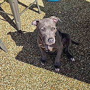 Haku participe au concours pour gagner de l'argent avec cette photo : puppy, dog, gray_puppy, pet, outdoor, sunlight, shadow, pebbled_floor, blue_bin, stool, sitting, curious, young_dog, collar, daylight, animal, small_dog, quiet, backyard, resting