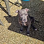 puppy, dog, gray_puppy, pet, outdoor, sunlight, shadow, pebbled_floor, blue_bin, stool, sitting, curious, young_dog, collar, daylight, animal, small_dog, quiet, backyard, resting
