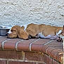 Tank joined the competition — help win amazing prizes! animal, brick, brick_wall, brown, canine, dog, fur, nap, outdoor, paw, peaceful, pet, puppy, quiet, resting, side_view, sleeping, water_bowl, white, young_dog