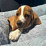 Tank joined the competition — help win amazing prizes! puppy, dog, brown_and_white, fluffy_blanket, pet, cute, lying_down, indoors, soft_texture, close_up, young_dog, animal, sleepy, resting, cozy, fur, paw, nose, ears, companion