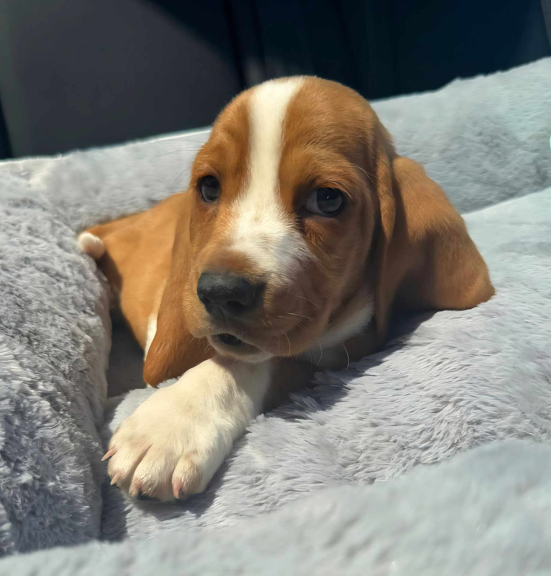 Tank joined the competition — help win amazing prizes! puppy, dog, brown_and_white, fluffy_blanket, pet, cute, lying_down, indoors, soft_texture, close_up, young_dog, animal, sleepy, resting, cozy, fur, paw, nose, ears, companion