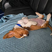 Tank joined the competition — help win amazing prizes! puppy, dog, sleeping, blanket, blue, couch, leather, pet, cute, relaxed, indoor, fur, collar, brown, white, paw, tail, cozy, animal, nap