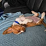 puppy, dog, sleeping, blanket, blue, couch, leather, pet, cute, relaxed, indoor, fur, collar, brown, white, paw, tail, cozy, animal, nap