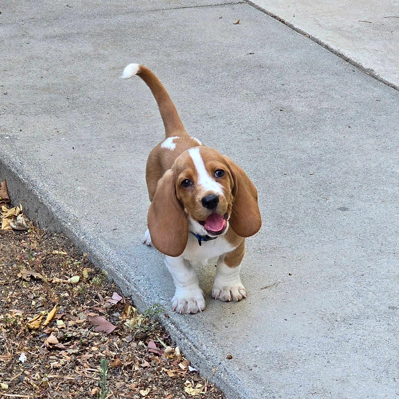 Tank joined the competition — help win amazing prizes! animal, basset_hound, concrete, cute, dirt, dog, dry_leaves, ears, fur, happy, nature, outdoor, pet, puppy, sidewalk, smiling, tail, tongue, walking, young