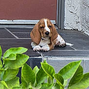 Tank is registered to the contest to win money with this photo: animal, basset_hound, cute, dog, door, doorstep, ears, front_view, fur, green_leaves, outdoor, paws, pet, portrait, puppy, resting, sleepy, tiles, wall, young