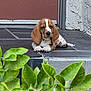 animal, basset_hound, cute, dog, door, doorstep, ears, front_view, fur, green_leaves, outdoor, paws, pet, portrait, puppy, resting, sleepy, tiles, wall, young