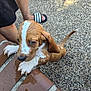 Tank is registered to the contest to win money with this photo: animal, brick, brown_and_white, close_up, curious, dog, fur, ledges, legs, outdoor, paws, pebble_stone, person, pet, playful, puppy, sandals, summer, wet, young_dog