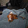 Tank joined the competition — help win amazing prizes! puppy, dog, sleeping, blanket, blue_blanket, couch, leather_couch, indoor, cozy, pet, animal, cute, resting, brown_dog, white_markings, paws, fur, relaxation, home, nap