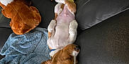 Tank is registered to the contest to win money with this photo: blanket, bottle, brown_and_white, coca_cola, couch, cozy, dog, duck_toy, furniture, indoor, leather, nap, pet, plush_toy, puppy, red_cup, relaxation, rest, sleeping, toy