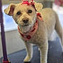 bandana, bow, close_up, cute, dog, eyes, fur, groomed, indoor, leash, nose, pet, pink_bow, portrait, ribbon, shallow_depth_of_field, standing, strawberry_bandana, table, white_dog