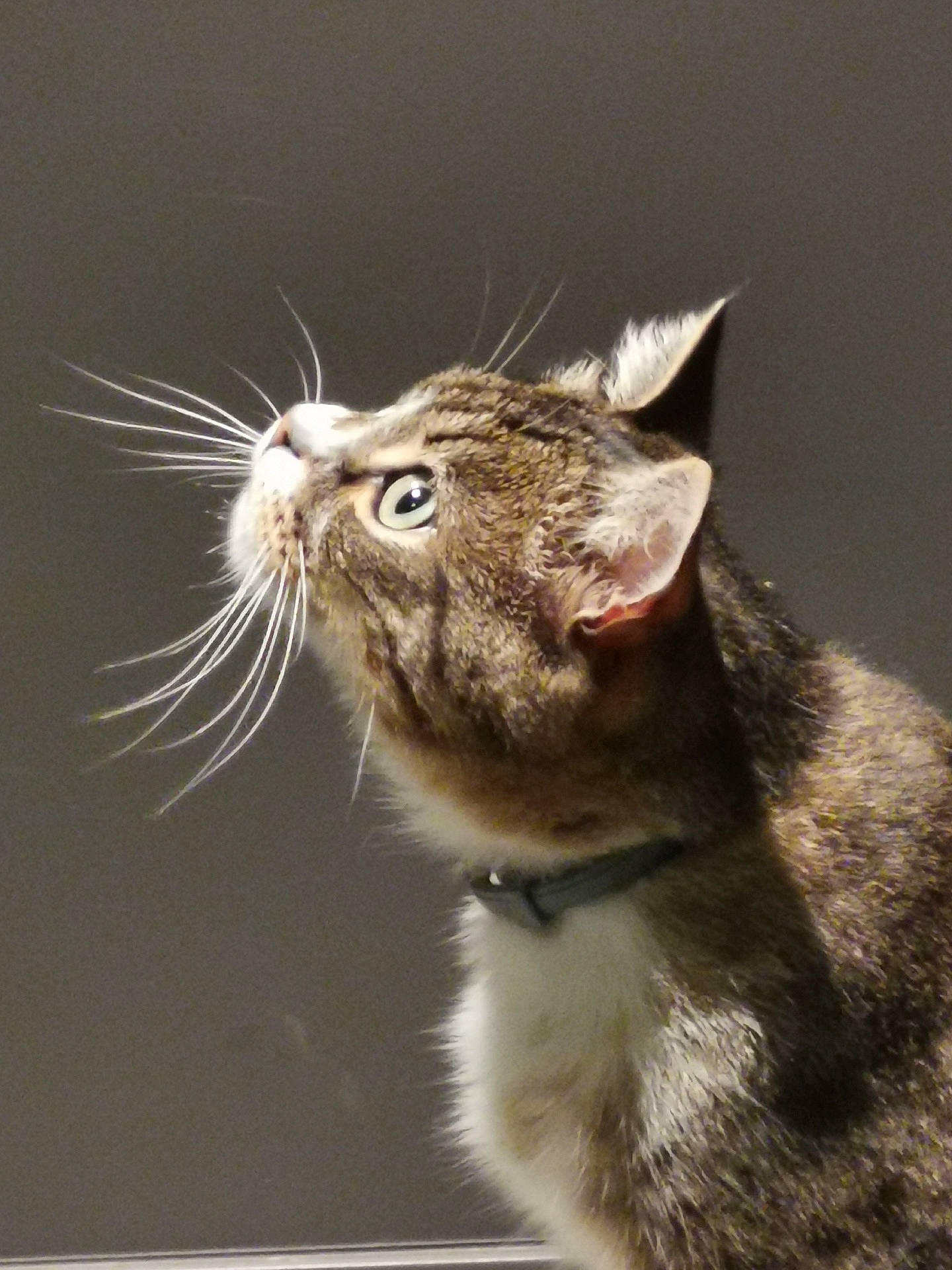 Cookies participe au concours pour gagner de l'argent avec cette photo : carnivore, cat, claw, close_up, collar, domestic_short_haired_cat, fawn, felidae, fur, macro_photography, paw, small_to_medium_sized_cats, tail, terrestrial_animal, whiskers, wildlife