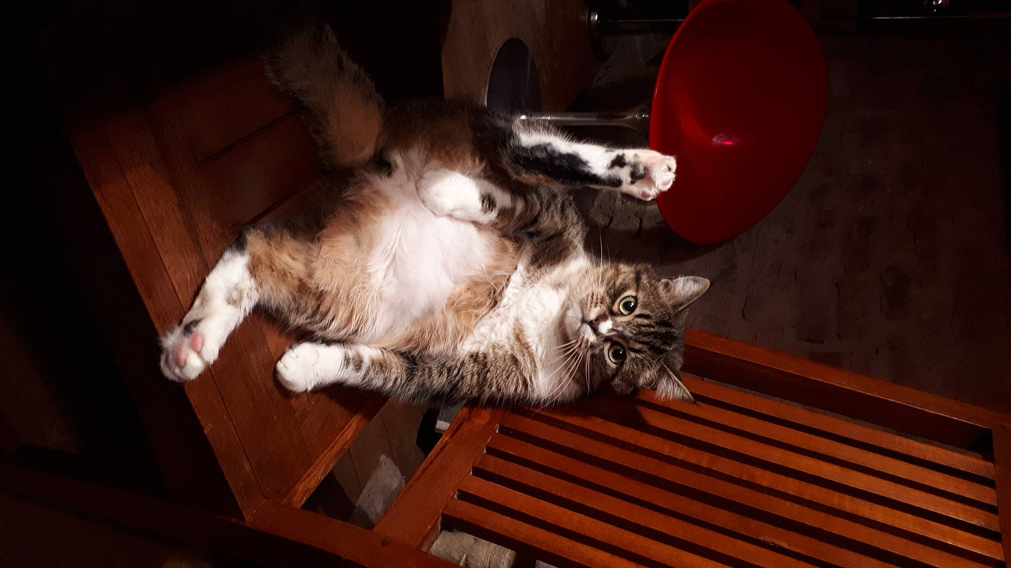 Cookies participe au concours pour gagner de l'argent avec cette photo : balloon, canidae, carnivore, cat, claw, comfort, dog_breed, domestic_short_haired_cat, felidae, flooring, fur, hardwood, mechanical_fan, paw, small_to_medium_sized_cats, sporting_group, tail, vehicle, whiskers, wood