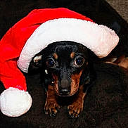 Maggie joined the competition — help win amazing prizes! dog, puppy, santa_hat, black_and_tan, holiday, christmas, pet, cute, small_dog, blanket, indoors, cozy, fur, animal, portrait, looking_up, festive, adorable, canine, holiday_season