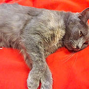 Mystic participe au concours pour gagner de l'argent avec cette photo : asian, british_shorthair, carnivore, cat, chartreux, domestic_short_haired_cat, felidae, fur, kitten, korat, mammal, nap, nebelung, oriental_longhair, russian_blue, small_to_medium_sized_cats, snout, tail, vertebrate, whiskers