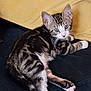 Yuzu participe au concours pour gagner de l'argent avec cette photo : kitten, cat, tabby, pet, animal, indoor, couch, furniture, yellow_pillow, resting, cute, young, fur, whiskers, ears, pink_paw_pads, looking, domestic_cat, relaxed, cozy