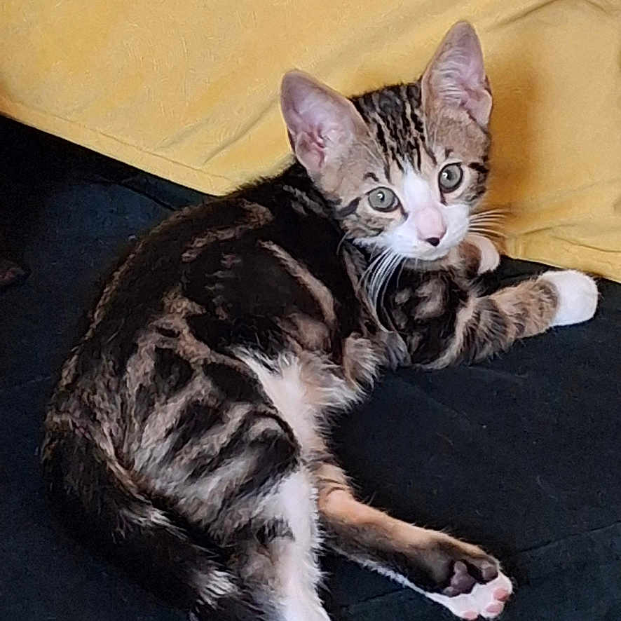 Yuzu participe au concours pour gagner de l'argent avec cette photo : animal, cat, couch, cozy, cute, domestic_cat, ears, fur, furniture, indoor, kitten, looking, pet, pink_paw_pads, relaxed, resting, tabby, whiskers, yellow_pillow, young