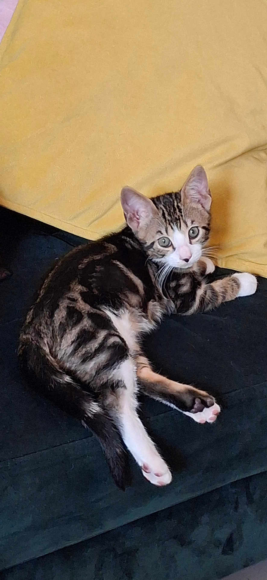 Yuzu participe au concours pour gagner de l'argent avec cette photo : kitten, cat, tabby, pet, animal, indoor, couch, furniture, yellow_pillow, resting, cute, young, fur, whiskers, ears, pink_paw_pads, looking, domestic_cat, relaxed, cozy