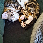 Yuzu a rejoint le concours — aidez-le/la à gagner de superbes lots ! cat, tabby, sleeping, curled_up, paws, tail, couch, furniture, indoor, pet, fur, whiskers, relaxed, cozy, domestic_animal, resting, cute, animal, mammal, companion