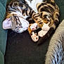 cat, tabby, sleeping, curled_up, paws, tail, couch, furniture, indoor, pet, fur, whiskers, relaxed, cozy, domestic_animal, resting, cute, animal, mammal, companion