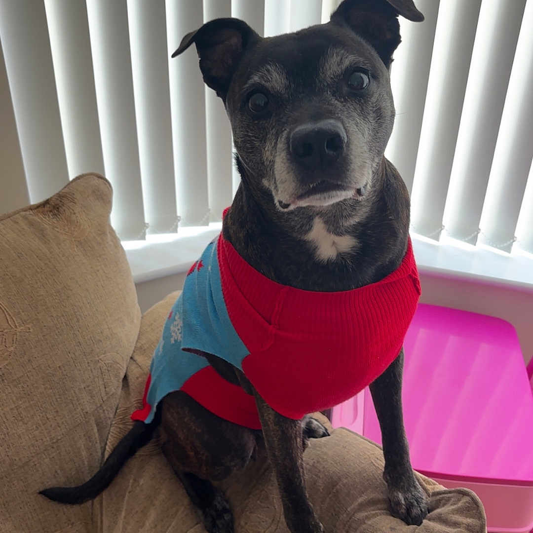 Benny is registered to the contest to win money with this photo: animal, black, blinds, brown, canine, companion, couch, cozy, curious, daylight, dog, furniture, household, indoor, pet, pink_table, portrait, sitting, sweater, window