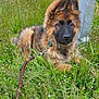 dog, puppy, german_shepherd, grass, leash, collar, ears, fur, field, flowers, metal_post, fence, close_up, portrait, sitting, cute, brown_and_black, nose, eyes, outdoor