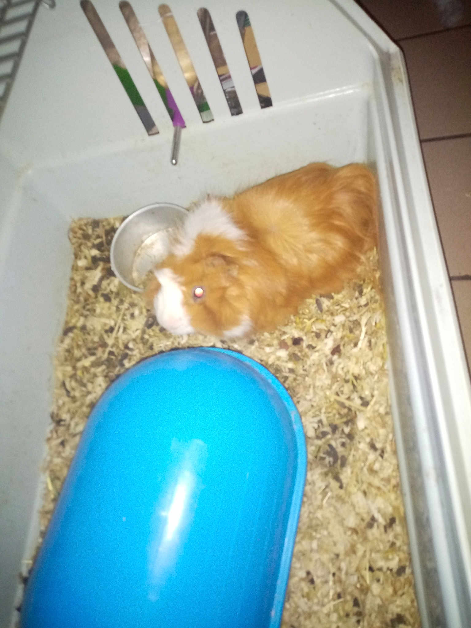 Cookie