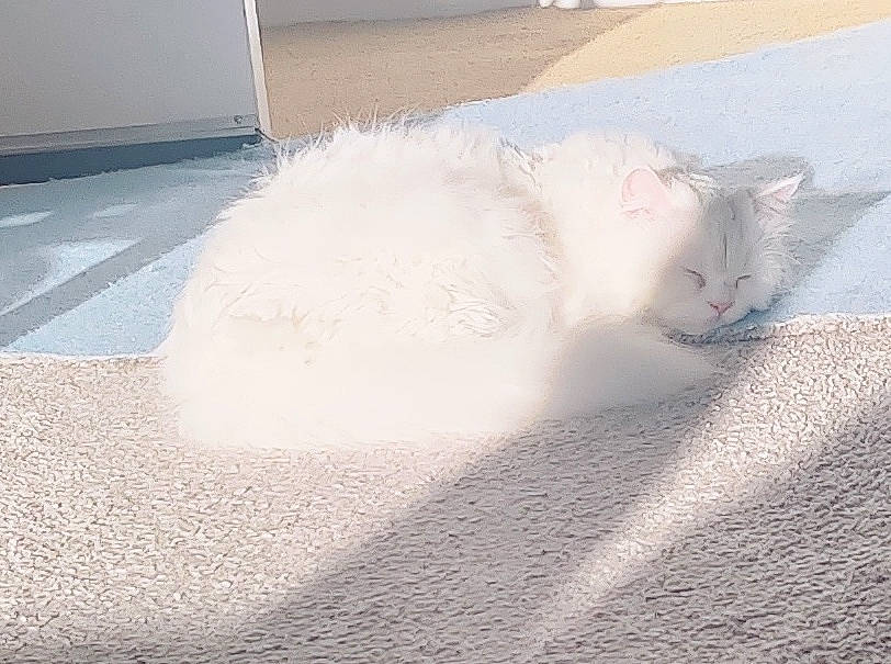 Emmy joined the competition — help win amazing prizes! asphalt, automotive_tire, cat, concrete, felidae, flooring, freezing, fur, grey, metal, road_surface, shadow, sidewalk, small_to_medium_sized_cats, tail, whiskers, wind_wave, windscreen_wiper, windshield, wood