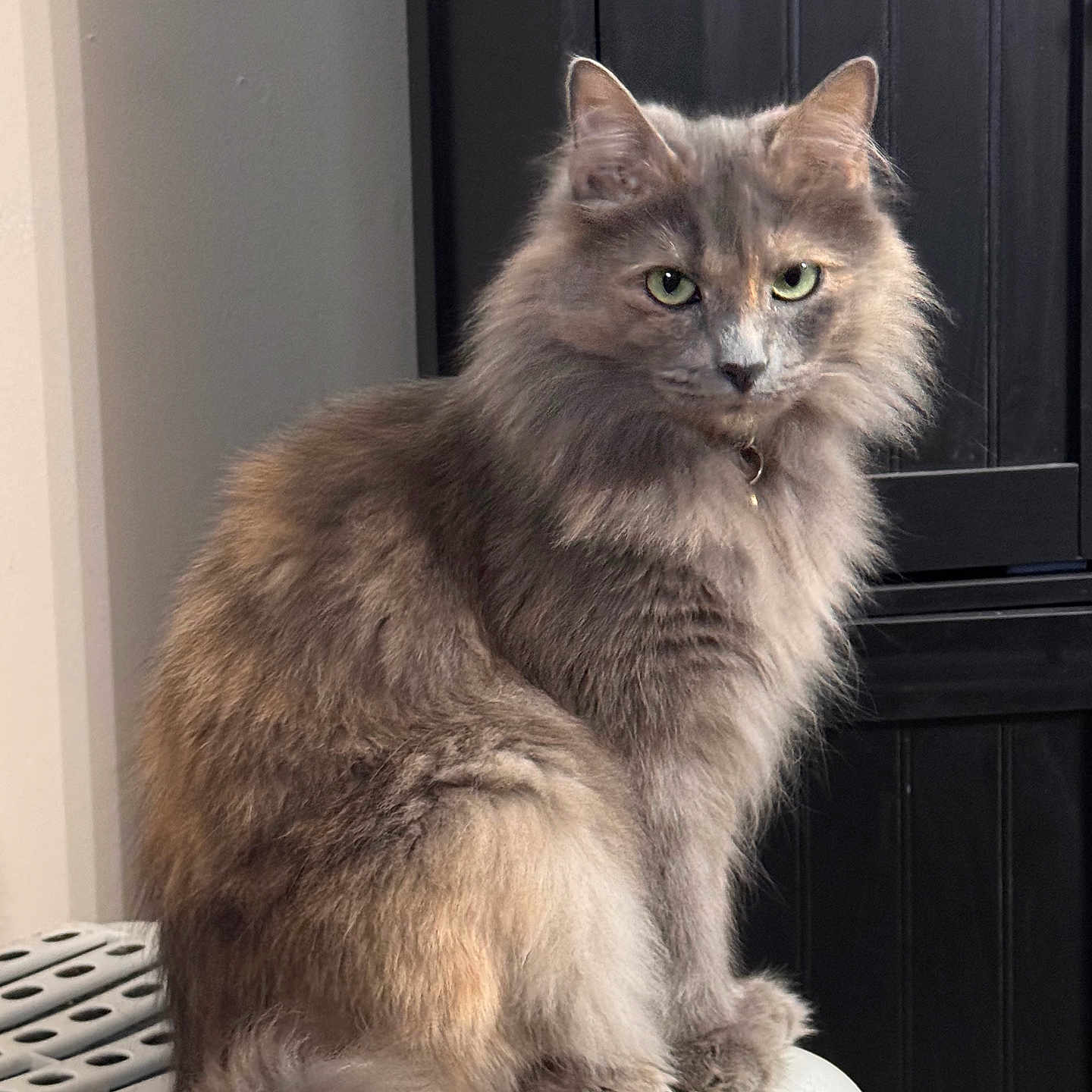 Shirra joined the competition — help win amazing prizes! alert, cat, collar, ears, feline, fluffy_tail, fur_texture, gray_fur, green_eyes, home_interior, indoor, long_hair, looking_at_camera, paws, pet, portrait, sitting, soft_lighting, whiskers, wooden_cabinet