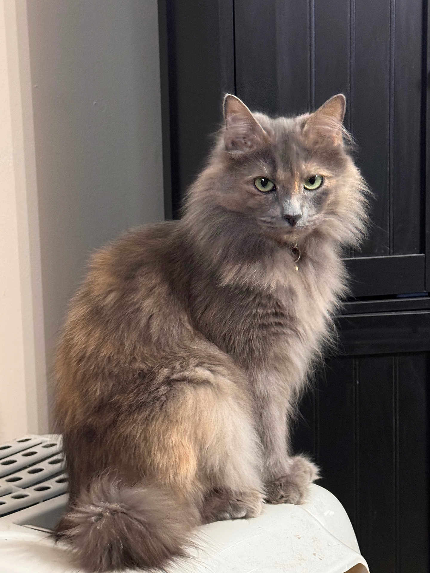 Shirra joined the competition — help win amazing prizes! cat, feline, long_hair, green_eyes, gray_fur, fluffy_tail, collar, indoor, sitting, portrait, whiskers, ears, paws, pet, fur_texture, looking_at_camera, alert, wooden_cabinet, soft_lighting, home_interior