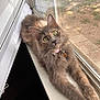 cat, feline, pet, windowsill, window, window_screen, green_eyes, fluffy, collar, id_tag, paws, whiskers, nose, fur, sunlight, indoor, portrait, relaxed, looking_up, cozy