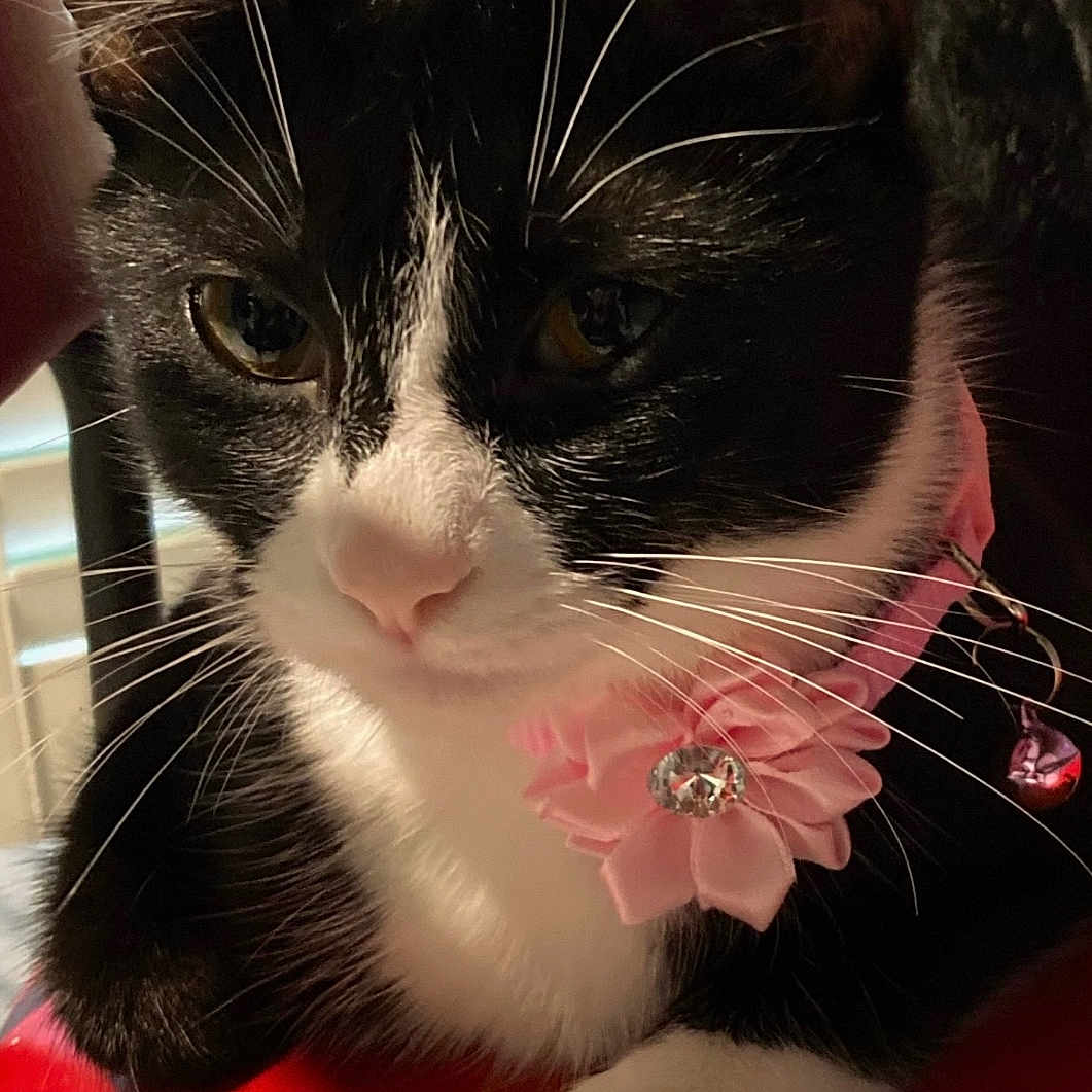 Oreo is registered to the contest to win money with this photo: animal, black_and_white, calm, cat, close_up, collar, cute, domestic, face, feline, flower, fur, indoor, jewel, paw, pet, red_surface, relaxed, sitting, whiskers