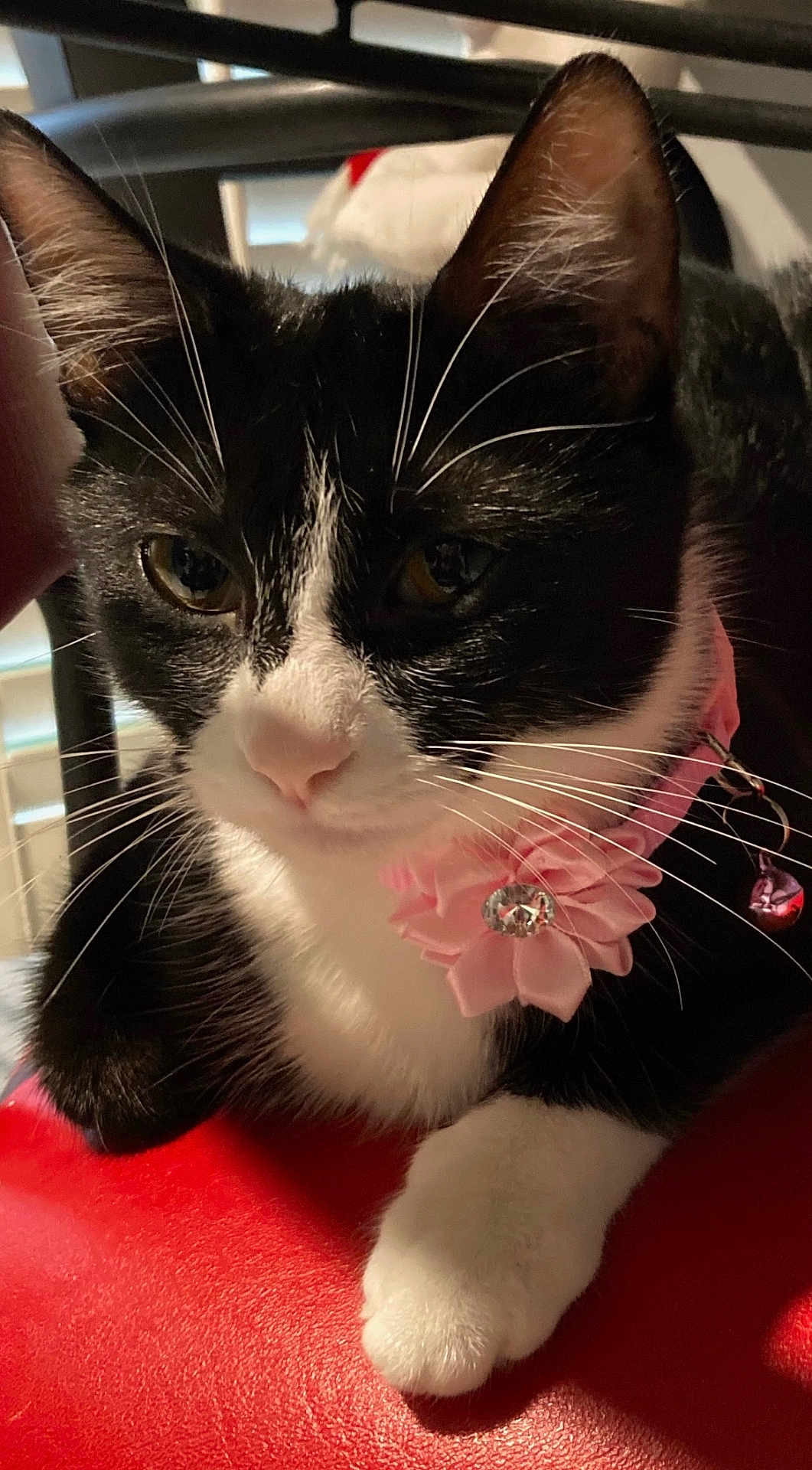Oreo is registered to the contest to win money with this photo: cat, black_and_white, pet, collar, flower, jewel, whiskers, indoor, close_up, face, paw, red_surface, relaxed, feline, animal, cute, domestic, fur, sitting, calm