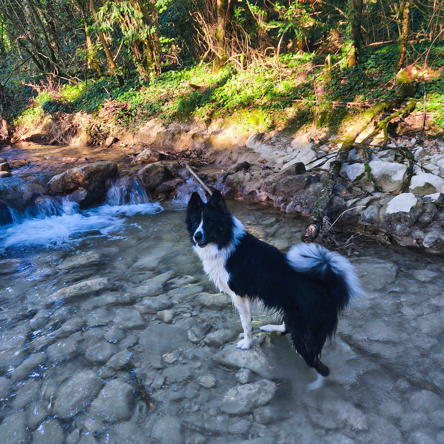 Aurora a rejoint le concours — aidez-le/la à gagner de superbes lots ! adventure, animal, black_and_white, canine, dog, forest, fur, greenery, landscape, nature, outdoor, pet, river, rocks, standing, stream, sunlight, trees, water, wildlife