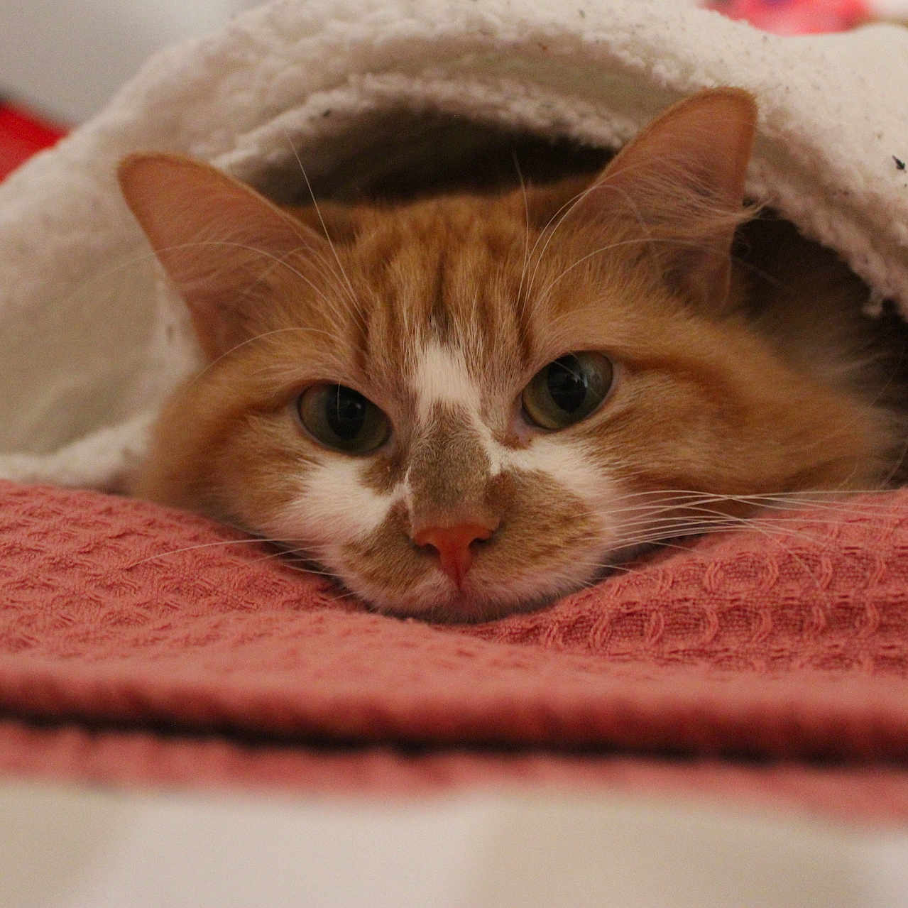 Gaïa participe au concours pour gagner de l'argent avec cette photo : abyssinian, animal, blanket, cat, hardwood, homedecor, kitten, laundry, linen, manx, pet, quilt, siamese, towel, wood
