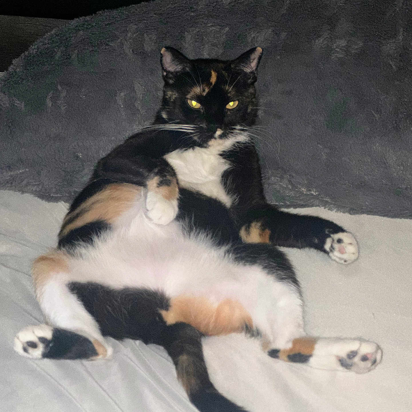 Teddyyanna joined the competition — help win amazing prizes! animal, bed, black, calico, cat, cozy, cute, domestic, feline, fur, indoor, mammal, orange, paws, pet, relaxed, resting, sleepy, whiskers, white