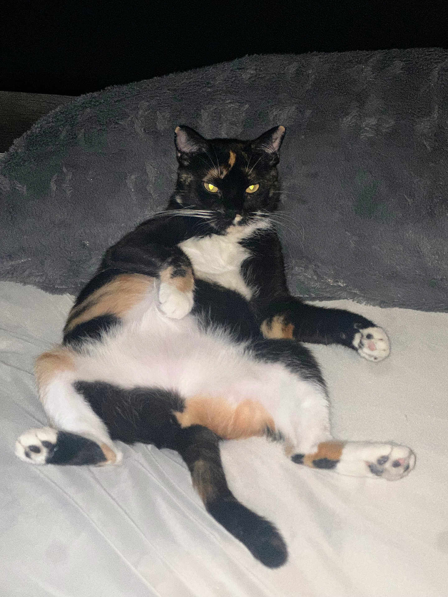 Teddyyanna joined the competition — help win amazing prizes! cat, calico, relaxed, bed, feline, animal, pet, whiskers, paws, fur, sleepy, cozy, indoor, cute, mammal, domestic, resting, orange, black, white