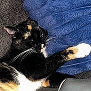 Teddyyanna is registered to the contest to win money with this photo: cat, calico_cat, sleeping, paw, blanket, blue_blanket, couch, furniture, cozy, resting, domestic_cat, fur, whiskers, indoor, pet, animal, relaxed, texture, soft, comfort