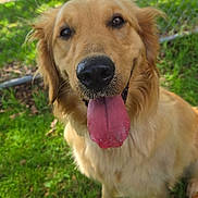 Maisy is registered to the contest to win money with this photo: dog, golden_retriever, tongue_out, pet, animal, grass, outdoor, happy, canine, fur, muzzle, ears, nose, sitting, sunlight, fence, nature, close_up, portrait, friendly