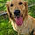 Maisy