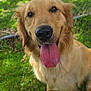 dog, golden_retriever, tongue_out, pet, animal, grass, outdoor, happy, canine, fur, muzzle, ears, nose, sitting, sunlight, fence, nature, close_up, portrait, friendly