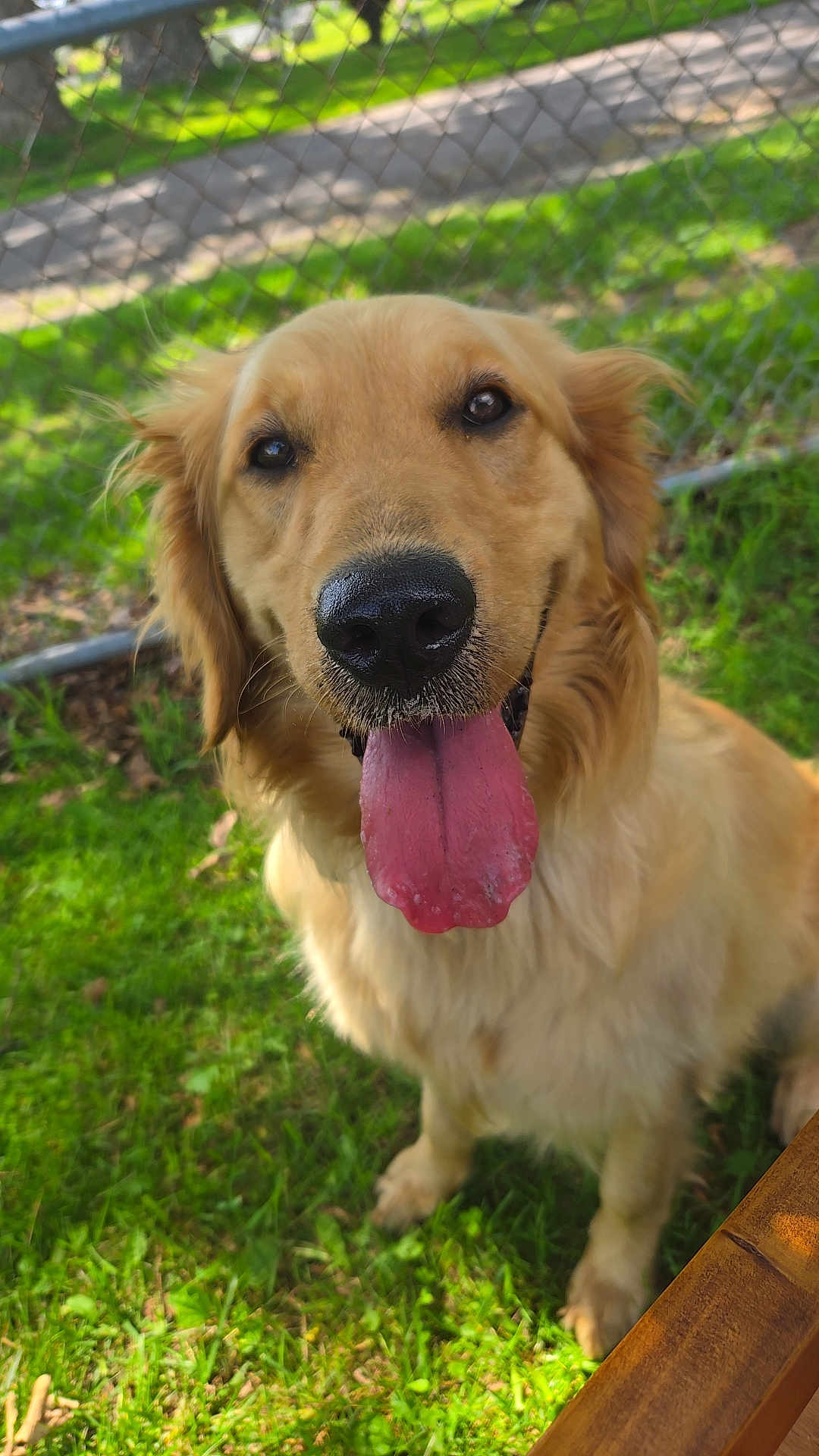 Maisy is registered to the contest to win money with this photo: dog, golden_retriever, tongue_out, pet, animal, grass, outdoor, happy, canine, fur, muzzle, ears, nose, sitting, sunlight, fence, nature, close_up, portrait, friendly