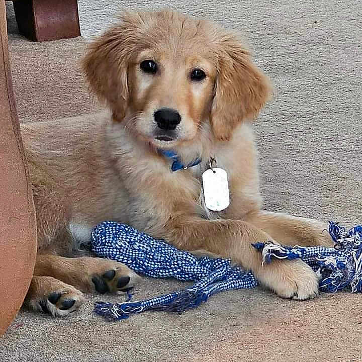 Maisy is registered to the contest to win money with this photo: animal, canine, cockerspaniel, couch, cushion, dog, dogbed, furniture, goldenretriever, homedecor, leash, pet, puppy, racket, sport, tennis, tennisracket