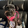 beard, black_dog, blanket, curious, dog, ears, eyes, face, fur, grooming_brush, harness, home, indoor, leather_couch, papers, paw, pet, pink_harness, seated, small_dog