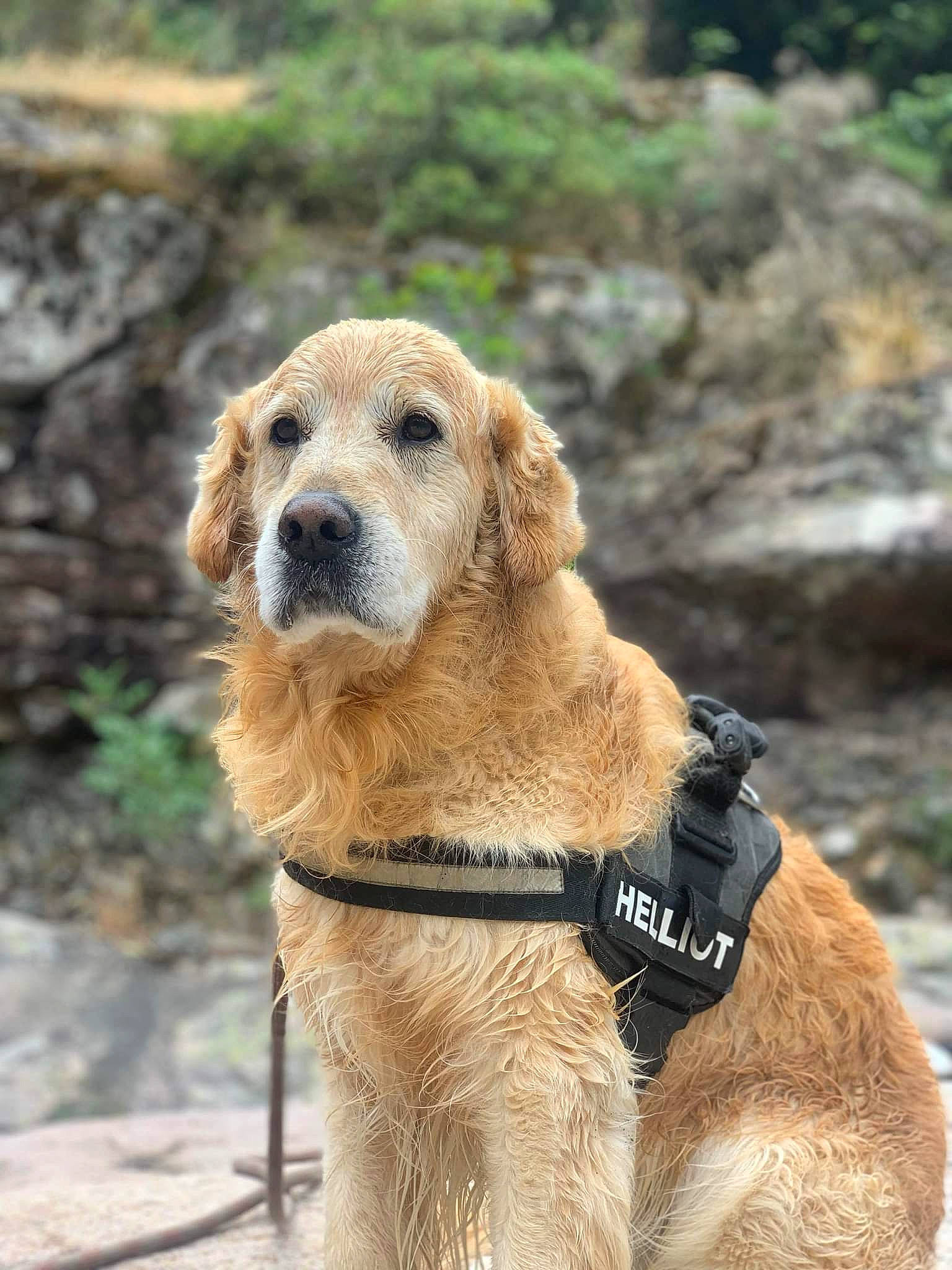 Helliot participe au concours pour gagner de l'argent avec cette photo : canidae, carnivore, collar, companion_dog, dog, dog_breed, dog_collar, fawn, leash, pet_supply, snout, sporting_group, terrestrial_animal, webbing, working_animal